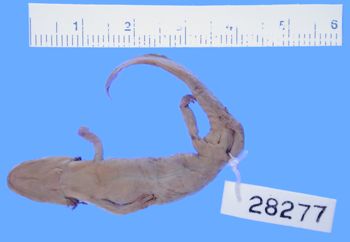 Media type: image; Herpetology A-28277